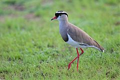 Crowned Lapwing